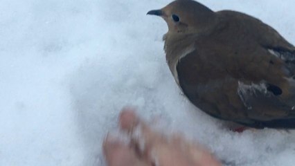 Man Rescues Bird Whose Feet Were Frozen To Ground | Wild-ish TV