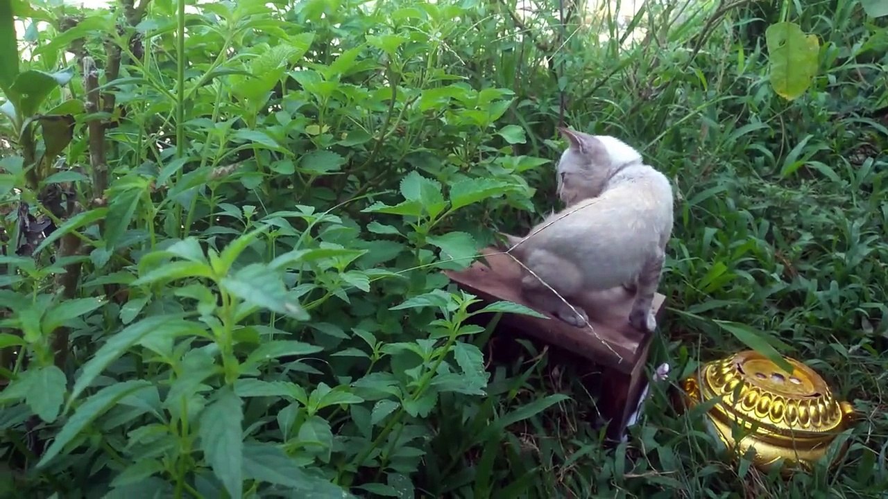 cute kitten videos (p14)