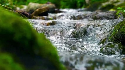 Relaxing Melodies for Peaceful Moments