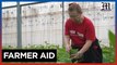 Volunteers come to aid of labor-starved farmers in Israel