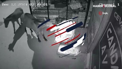 Taze ekmeğe kim dayanabilir ki... Atlar sabah kahvaltısı bakkalı şaşkına çevirdi!