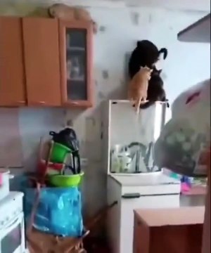 Une bande de chats voleurs prend la fuite