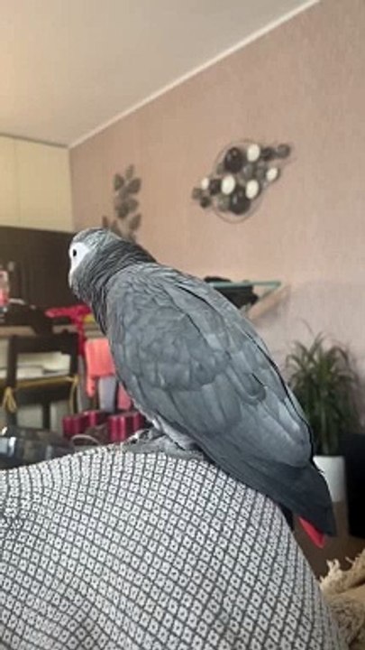 African Grey Imitates Cough