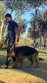 شاهد تدريب اضخم كلب في العالم. انه البيرجي