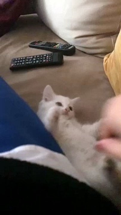 قط صغير مضحك لا يتوقف عن اللاعب