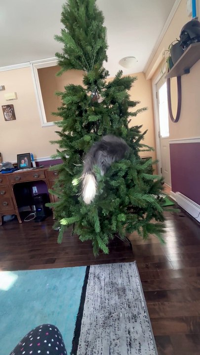 Grey Squirrel Cat Climbs Artificial Tree