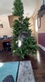 Grey Squirrel Cat Climbs Artificial Tree