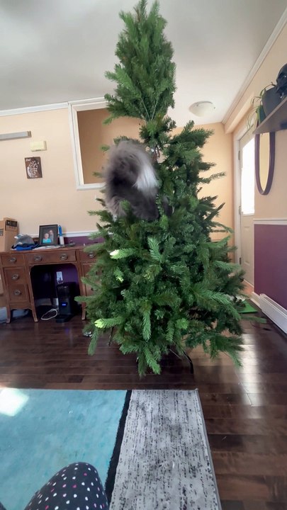 Grey Squirrel Cat Climbs Artificial Tree