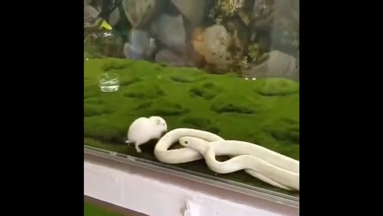 Un serpent se mord lui-même sans le vouloir