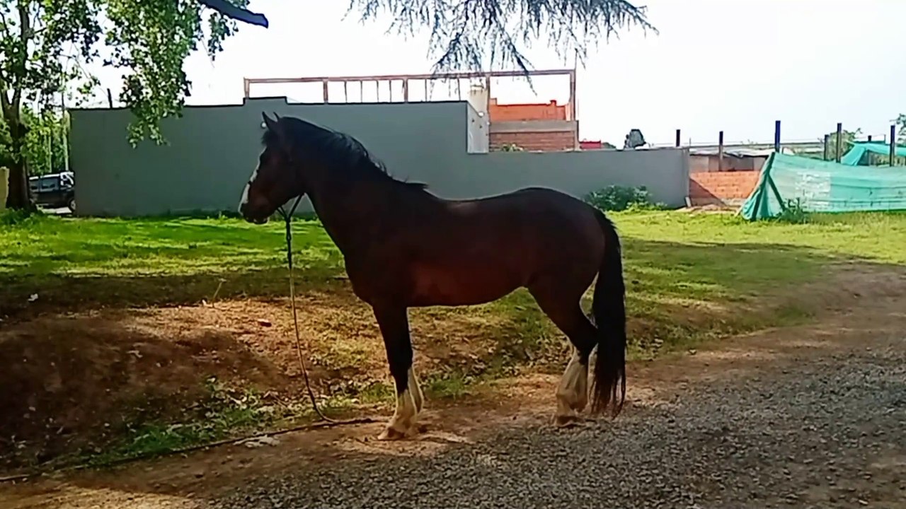 Novia Cumbianchera Quédate en mis sueños canta Giselle Romina Castillo Vargas