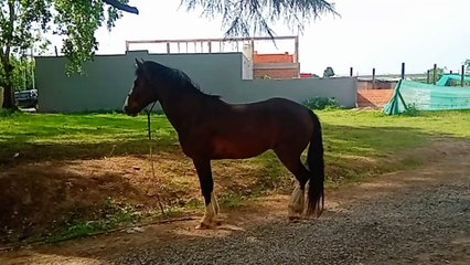 Novia Cumbianchera Quédate en mis sueños canta Giselle Romina Castillo Vargas