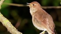 Beautiful birds sounds - Singing birds - Beautiful birds sound in the Forest - Colourful birds sound