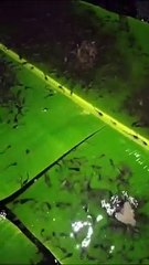 Boleh TEBAR PADAT tapi lakukan analisis secara detail sampai ketemu alurnya