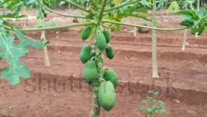 Beautiful papaya fruit on plants