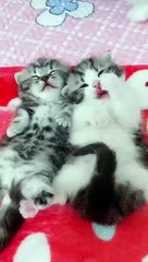 Cutest Baby Cats - Cute and Funny Cat Videos #Shorts  ｜ITZ Raj