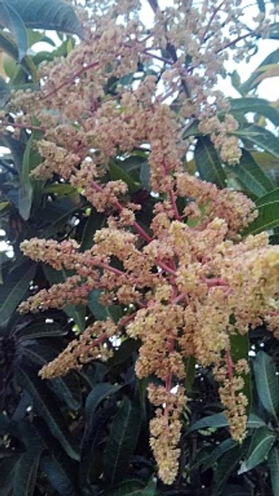 Mego faernig and કેસર કેરીની આવક