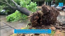 Decenas de árboles y techos caídos luego de los fuertes vientos y lluvias en La Plata