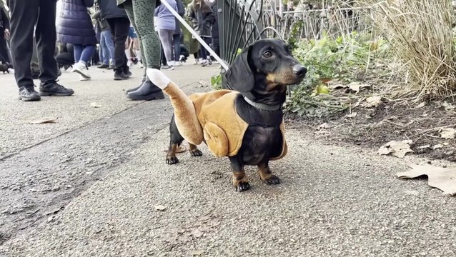 Santa paws: Sausage dogs don festive fancy dress for annual London meetup