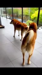 فيديوهات مضحكة جداً جداً جداً 