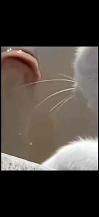 Cats playing with whales