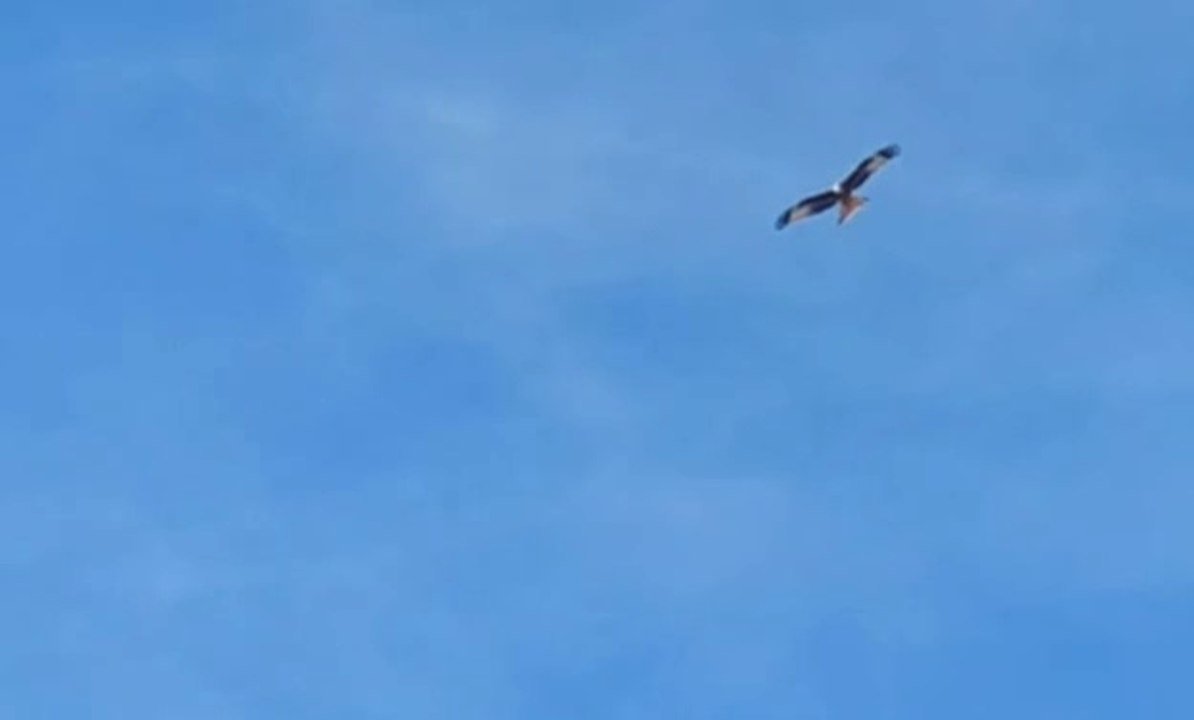 Rotmilan überm Haus