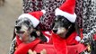Sausage dogs in Christmas costumes gather at Shrewbury Quarry for the annual festive walkies!