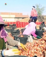 حملات وزارة الزراعة اليوم على مفارش البصل لدى التجار في محافظة الجيزة