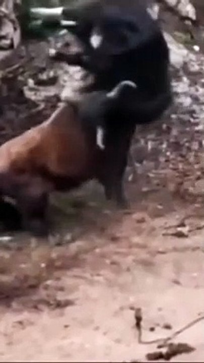 The Yak Challenges Bull And Regrets It