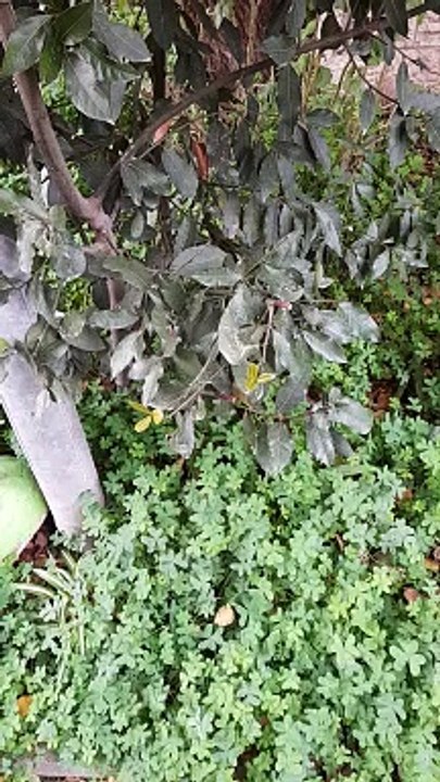 Some clover patches, bushes and cactuses in Emek Refaiim neighborhood