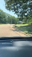 Deer in the Burbs #wildlife