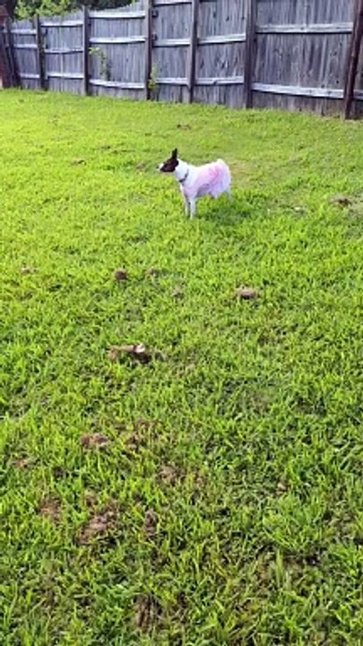 Princess talks BACK!!
