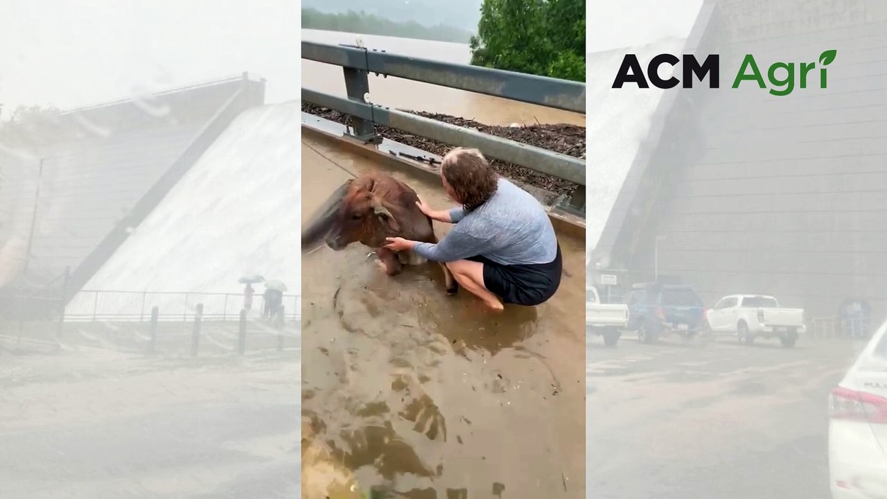 Calf saved from floodwaters in FNQ | QCL | 18/12/23