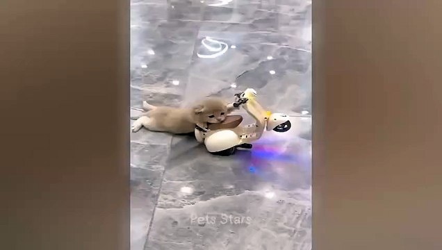 قطط مضحكة ❤️حيوانات اليفة مضحكةFunniest Animals 2023 Best Funny Cats and Dogs Videos Partمواقف طريفة اضحك معنا مضحة هههههههFunny cats ❤️ Funniest Animals 2023 Best Funny Cats and Dogs Videos Part Funny situations laugh with us