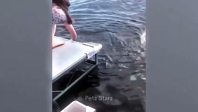 قطط مضحكة ❤️حيوانات اليفة مضحكةFunniest Animals 2023 Best Funny Cats and Dogs Videos Partمواقف طريفة اضحك معنا مضحة هههههههFunny cats ❤️ Funniest Animals 2023 Best Funny Cats and Dogs Videos Part Funny situations laugh with us