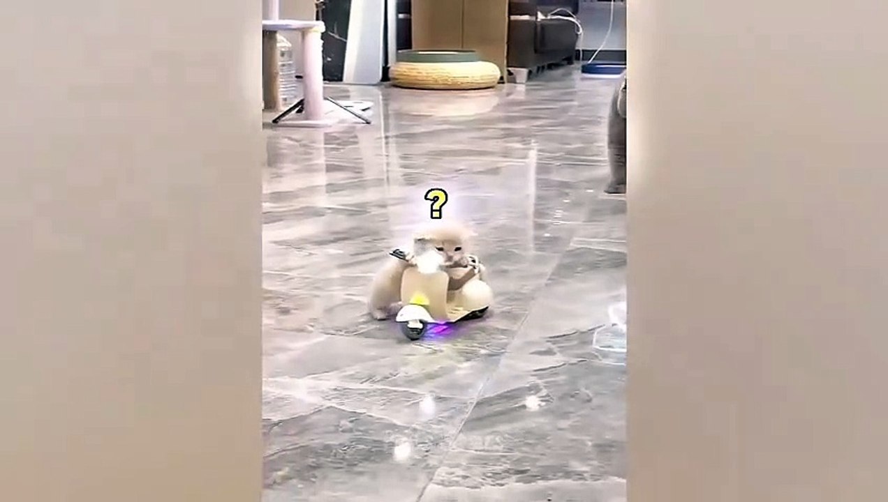 قطط مضحكة ❤️حيوانات اليفة مضحكةFunniest Animals 2023  Best Funny Cats and Dogs Videos  Partمواقف طريفة اضحك معنا مضحة هههههههFunny cats ❤️ Funniest Animals 2023  Best Funny Cats and Dogs Videos  Part Funny situations laugh with us