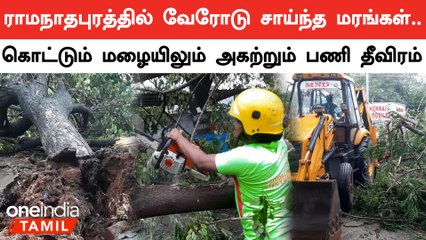 ராமநாதபுரம் புதிய பேருந்து நிலையம் அருகே பிரதான சாலையில் வேரோடு சாய்ந்த பழமையான மழைகள்