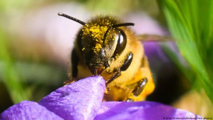 حديقة مثالية للنحل بدعم من الذكاء الاصطناعي