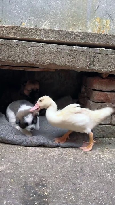 Duck And Dogs Fight With Each Other | Animals Funny Reactions | Animals Funny Moments | Cute Pets #animals #pets #fun #love #cute #beautiful #dog #duck