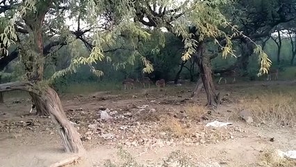 सरिस्का में वन्य जीव गणना का समापन