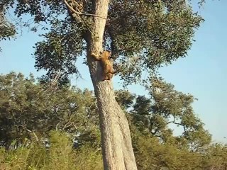 Lion cub and mother reunited.