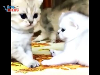5 Minutes of Adorable Playing Kittens || BEST Compilation 02