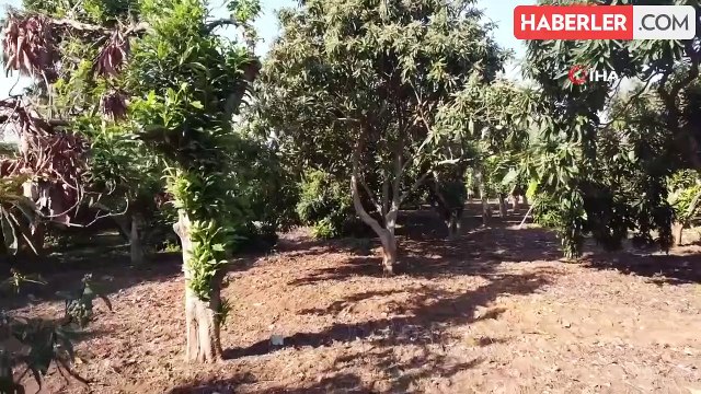 Kış mevsiminde çiçek açan yenidünya ağaçları Mersin'de görsel şölen sunuyor