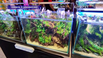 Intip Adu Keindahan dalam Kontes Aquascape di Cirebon