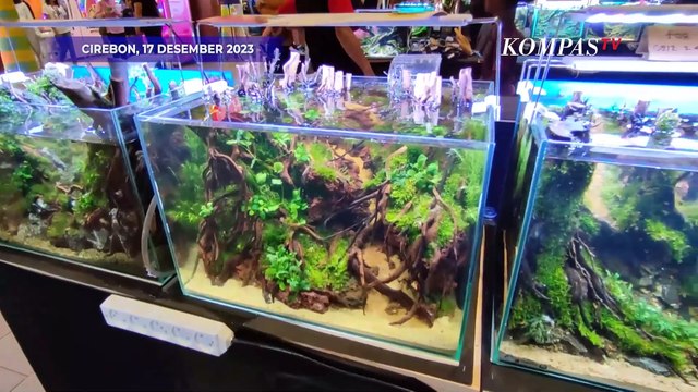 Intip Adu Keindahan dalam Kontes Aquascape di Cirebon