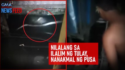Nilalang sa ilalim ng tulay, nanakmal ng pusa | GMA Integrated Newsfeed
