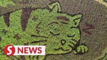 Napping cats take over northern Thailand rice paddies