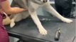 The End  #funny #funnyvideos #animals #dog #cat #pet #viarl #foryou