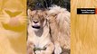 Video Merekam Pasangan Singa yang Paling Penuh Kasih dalam Sejarah