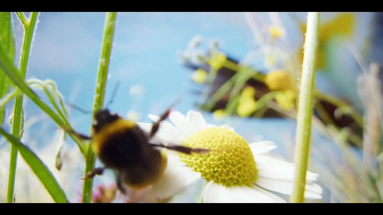 A Real Bug’s Life Trailer OV