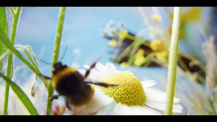 A Real Bug’s Life Trailer OV